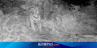 Macan tutul muda yang disebut turun gunung ke pemukiman warga dan menyantap ternak berhasil dibius dan dievakuasi petugas untuk kemudian telah masuk seekor satwa macan tutul yang diperkirakan masuk dan terperangkap dalam kandang unggas pada malam hari sebelumnya, dan. Harimau Kembali Mangsa Lembu Di Bahorok Warga Resah Sampai Minta Dievakuasi Halaman All Kompas Com
