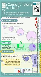 Mi Pequenos Aportes Como Funciona El Ciclo De La Mujer Aqui Te Dejo Una Infografia Sobre Como Funciona Medicine Student Studying Medicine Infographic Health
