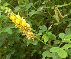 Image result for Crotalaria polysperma