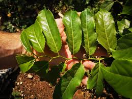 Image result for Casearia gladiiformis