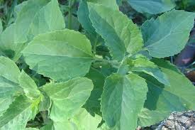 Image result for Verbesina encelioides