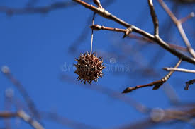 Image result for Altingiaceae