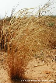 Image result for Ctenium