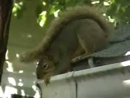 Squirrels are among the things you don't want in your attic. How To Stop Squirrels Gnawing On Gutters Advice