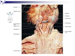 Color code the image below (red for arteries. Cat Dissection Lab Labeled Images