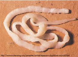 Les vers intestinaux sont des petits parasites qui se logent autour de l'anus ou dans les selles. Les Vers Du Chat Clinique Veterinaire Des Faluns