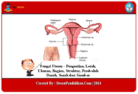 We did not find results for: Fungsi Uterus Letak Ukuran Bagian Struktur Dan Gambar