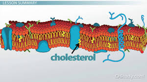 Spoiler From Aamc Flashcard. Wouldn'T The Answer Be C Because At Low  Temperatures Cholesterol Can Induce The Greatest Amount Of Fluidity? :  R/Mcat