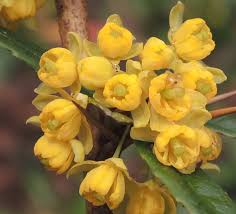 Image result for Berberis julianae