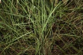 Image result for Dinebra