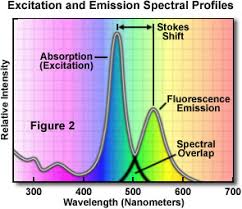 Fluorescence Overview Of Fluorescence Excitation And
