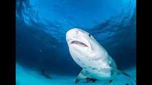 How is the tiger shark classified? Sharks Are No Stranger To The Mississippi River Wqad Com