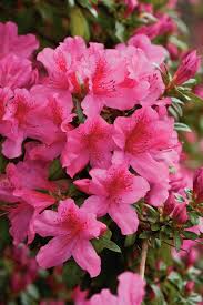 Pin By Pantone Color Files Weddings On Pantone Bright Pinks Azaleas Garden Azaleas Beautiful Flowers Images