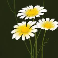 زهور الأقحوان على برنامج autodesk sketchbook plants