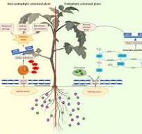 Alleviation of salinity stress in plants by endophytic plant ...