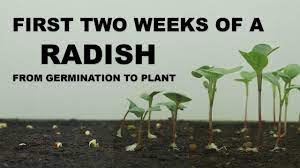 Maybe you would like to learn more about one of these? Timelapse First Two Weeks Of A Radish From Germination To Plant Youtube