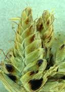 Image result for Cyperus laevigatus