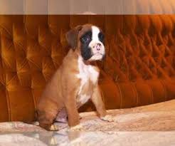 Dog in pahrump, nv pahrump, nv. L34yfjfsag7nxm