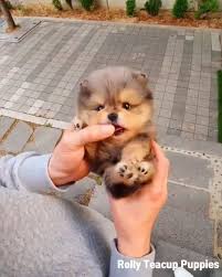 I Want This Little Nugget Nugget Komik Hayvan Sevimli Hayvan Yavrulari Komik Hayvan Videolari