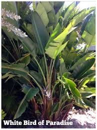 White Bird Of Paradise Images White Bird Of Paradise A Dense Tropical Privacy Screen With An Occasional White Bloom This Young Landscape Services Birds Of Paradise Plant Landscape Design