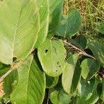 Image result for Bridelia ferruginea