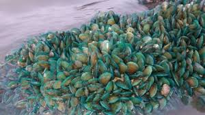 Penyakit asam urat harus segera ditangani. Viral Tumpukan Kerang Hijau Muncul Di Pesisir Pantai Karawang Islampos