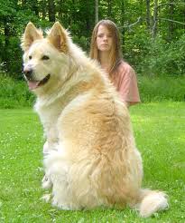 Long Coat White German Shepherds Long Haired German Shepherd White German Shepherd German Shepherd Photos
