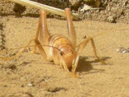 Around the time of the gulf war in 2003, they became the subject of wild and unfounded rumours, with soldiers telling tales of encountering supposedly large and bloodthirsty camel spiders in the desert of iraq. Arizona Camel Cricket Ceuthophilus Arizonensis Bugguide Net