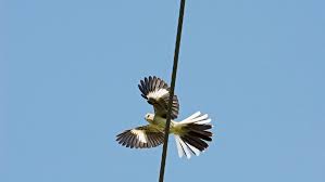 Maybe you would like to learn more about one of these? How To Train A Mockingbird To Sing Something Less Annoying Wired