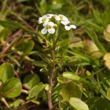 Image result for Nasturtium microphyllum