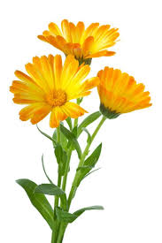 Pin On Planting