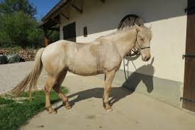 Le plus vu en ce moment aujourd'hui. Mon Cheval Est Laid C Est Grave 1 Forum Cheval