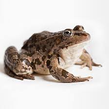 See full list on reptilepetsrock.com Frogs As Pets Tetra