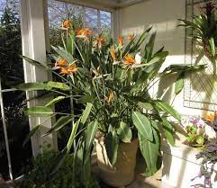 Pin On Plants