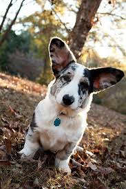 Cosmopolitan companion dogs | florida goldendoodle puppies. Byron Cardigan Welsh Corgi Puppy 5 Months Cardigan Welsh Corgi Puppies Welsh Corgi Puppies Corgi Puppy