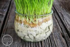 Fortunately, contrary to popular belief so, is wheatgrass safe for cats to eat? How To Grow Cat Grass Without Dirt Health Starts In The Kitchen