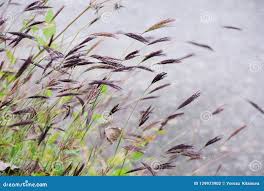 Image result for Arthraxon