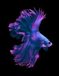 Secara taksonomis, ikan tersebut termasuk dalam kelompok paraphyletic yang hubungannya masih diperdebatkan; Pin On Betta Fish Cupang Indonesia