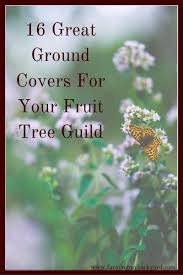 The first is to simply throw the netting over the top of the tree then pull the ends down to the trunk. 16 Great Ground Covers For Your Fruit Tree Guild Farming My Backyard