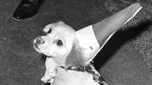 In 1964, when president lyndon johnson lifted a beagle by its ears in front of reporters, he enraged animal lovers and animal rights groups. Tbt Lbj S Dog Yuki The First Wags To Riches Journey To The White House Keye