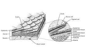 P Strong B Strong A Drawing Of B A Drawing Of The Skin And Integumentary System Of A Fish Showing Scales Epidermis Dermis And Muscle Image From Living Ocean Crdg University Of Hawaii At Manoa
