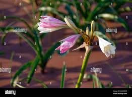 Image result for Crinum paludosum