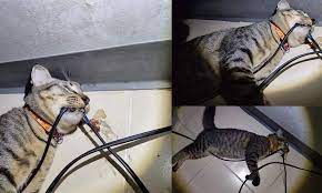 Disangka terkena renjatan elektrik tetapi sebenarnya mati dibunuh selain pergelangan tangan kiri mangsa putus akibat kesan tetakan senjata tajam. Kucing Mati Terkena Renjatan Elektrik Selepas Gigit Wayar Daily Rakyat