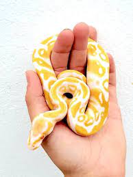 Baby Albino Ball Python Baby Ball Python Ball Python Pet Snake