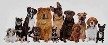 The best pet groomers always stay calm despite being under fire. Bark Avenue