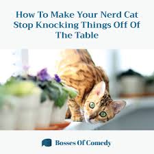 How To Make Your Nerd Cat Stop Knocking Things Off Of The Table Cats Cat Toys Interactive Cat Toys