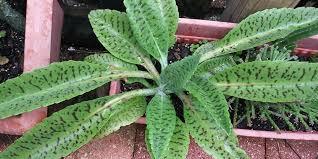 Image result for Kalanchoe gastonis-bonnieri