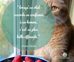 Epingle Sur Citations De Chats