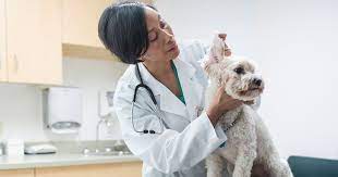Below is a map, please call for specific directions. Tips For Making Your Pet S First Vet Visit A Success Zoetis Petcare