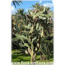 Well, they're green cactuses comprised of a bunch of thorn covered circular or oval shaped paddles, growing out from each other, either in a low lying mass on the ground, or as an upright bush. Opuntia Ficus Indica Prickly Pear Flora Toskana